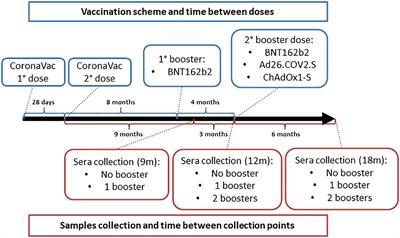 Second booster dose improves antibody neutralization against BA.1, BA.5 and BQ.1.1 in individuals previously immunized with CoronaVac plus BNT162B2 booster protocol